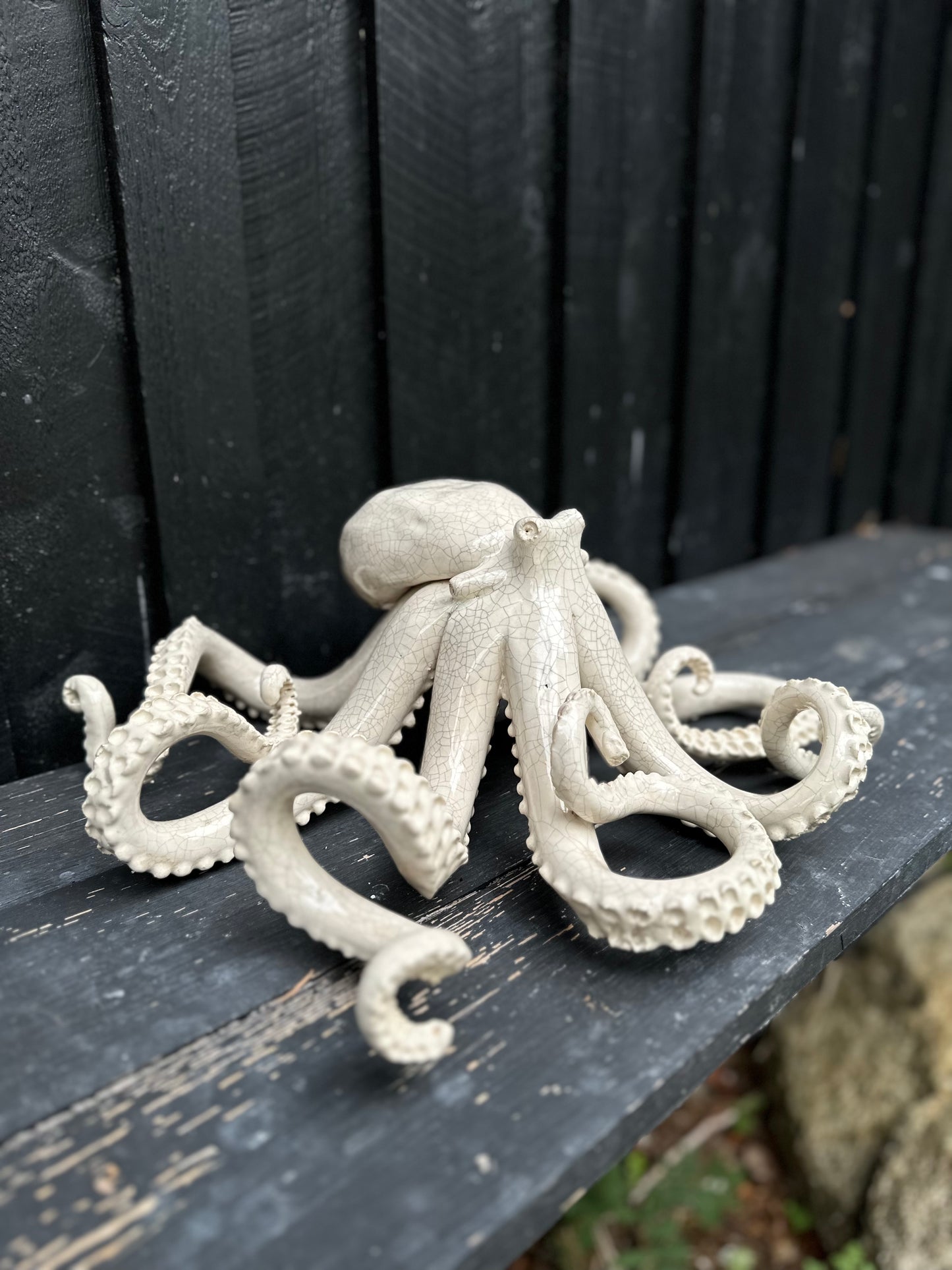 Vit krackelerad bläckfisk